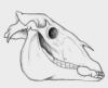   Horse_Scull
