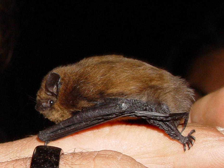 : Pipistrellus_pipistrellus_lateral.jpg
: 824

: 62.9 