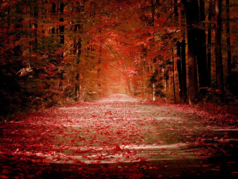 : Autumn_by_sican.jpg
: 3694

: 98.5 