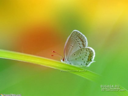 : 1211210746_2396_butterfly1024_768.jpg
: 341

: 14.2 