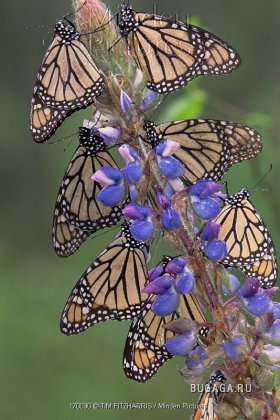 : 1211210772_monarch-butterflies-danaus-plexippus-on.jpg
: 333

: 38.2 