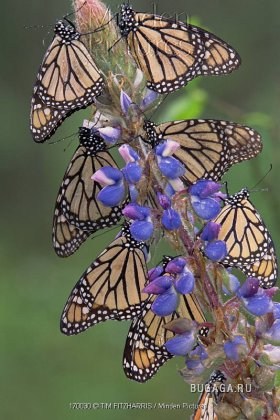 : 1211210772_monarch-butterflies-danaus-plexippus-on.jpg
: 265

: 38.2 