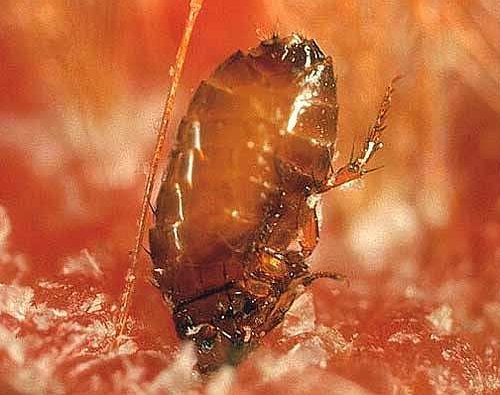 : cat_flea_picture.jpg
: 5002

: 45.6 