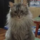 Аватар для Grey Fox