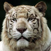 Аватар для belyj_tigr