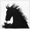 Аватар для Черная лошадка
