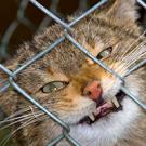 Аватар для Алекс Тойгер