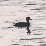 Аватар для Red Fox